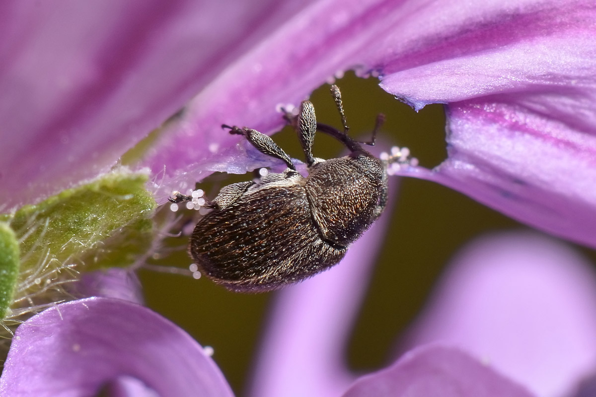 Curculionidae: Cleopomiarus graminis